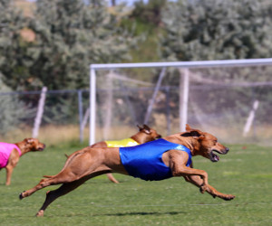 Lure Coursing