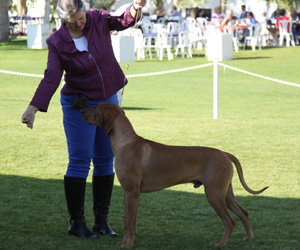 Dog Shows